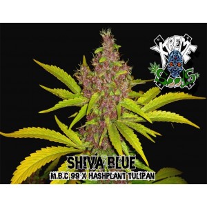 Shiva Blue Hanf Samen