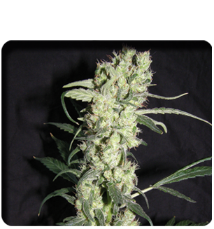 Silver Ace Hanf Samen