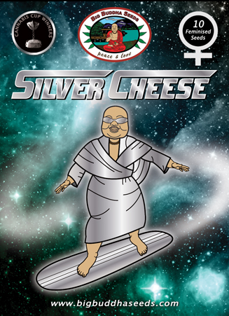 Silver Cheese Hanf Samen