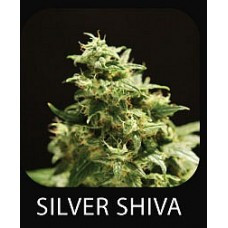 Silver Shiva Hanf Samen