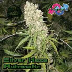 Silverhaze Autoflowering Hanf Samen