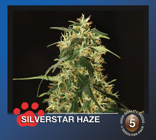 Silverstar Haze Hanf Samen