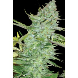 Skunk Afghani Hanf Samen