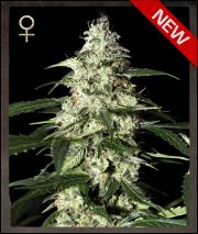 Skunk Autoflowering Hanf Samen