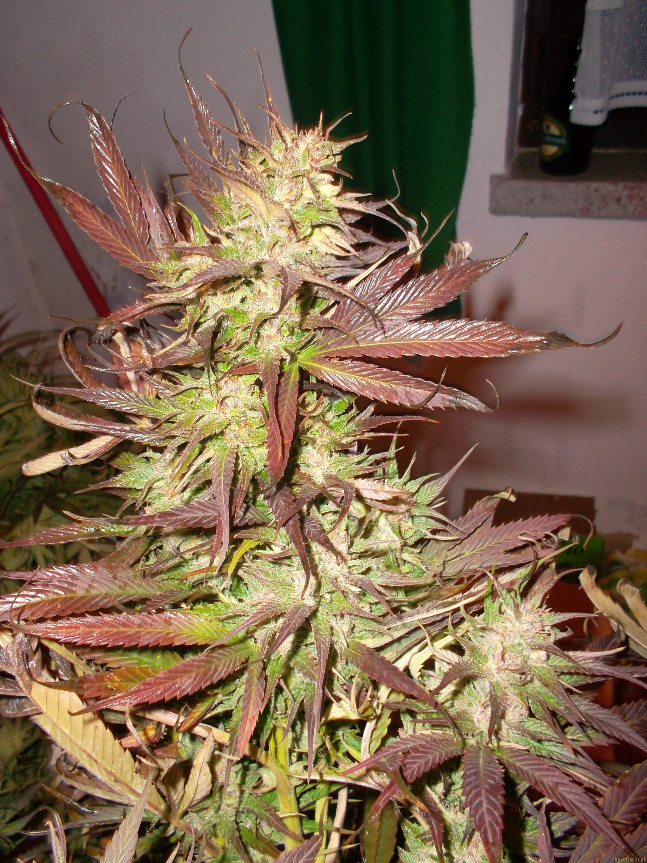 Skunk Haze Hanf Samen