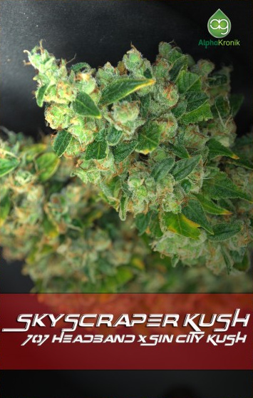 Skyscraper Kush Hanf Samen