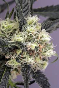 Snowbud Hanf Samen