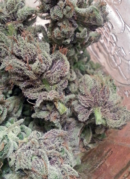 SoCal Master Kush Hanf Samen