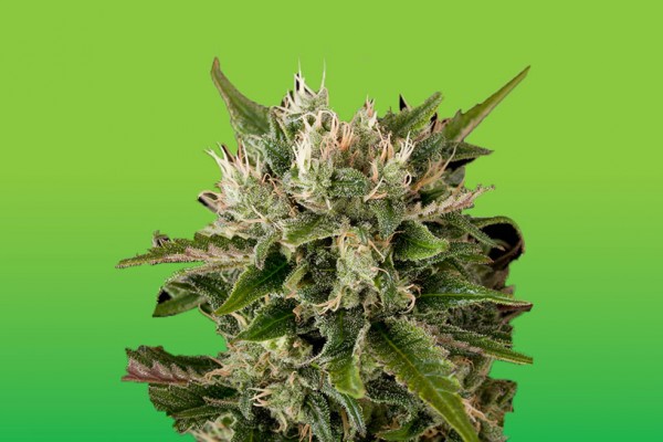 Sour Diesel Auto Hanf Samen