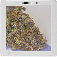 Sour Diesel Hanf Samen