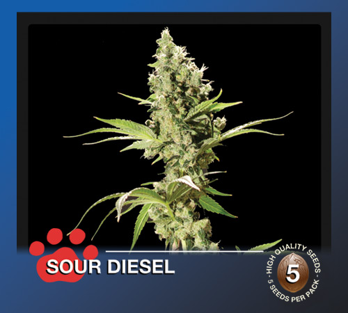 Sour Diesel Hanf Samen