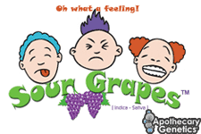 Sour Grapes Hanf Samen