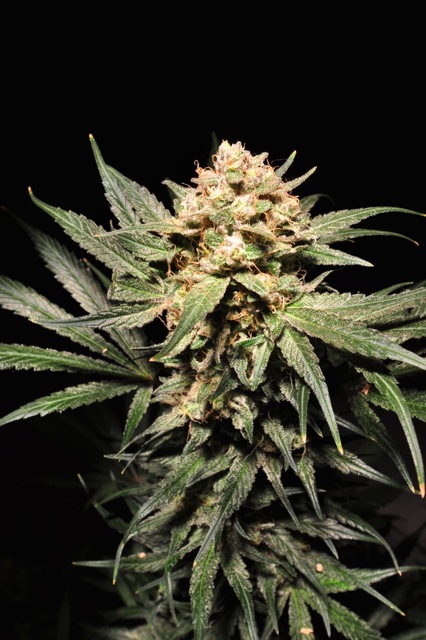 Sour Pink Kush Autoflowering Hanf Samen