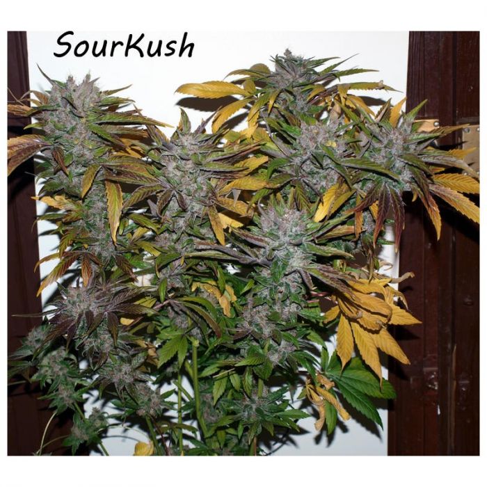 Sour’Kush Hanf Samen