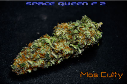 Space Queen F3 Hanf Samen