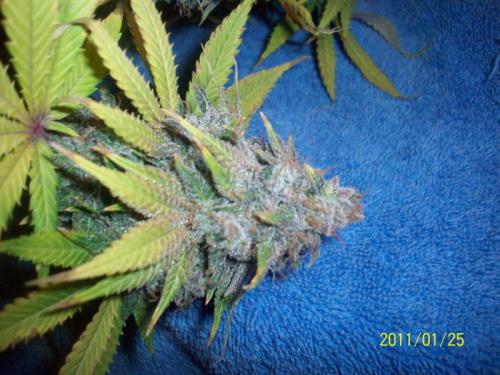 Star Berry Indica Hanf Samen