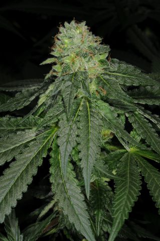 Star Kush F2 Hanf Samen