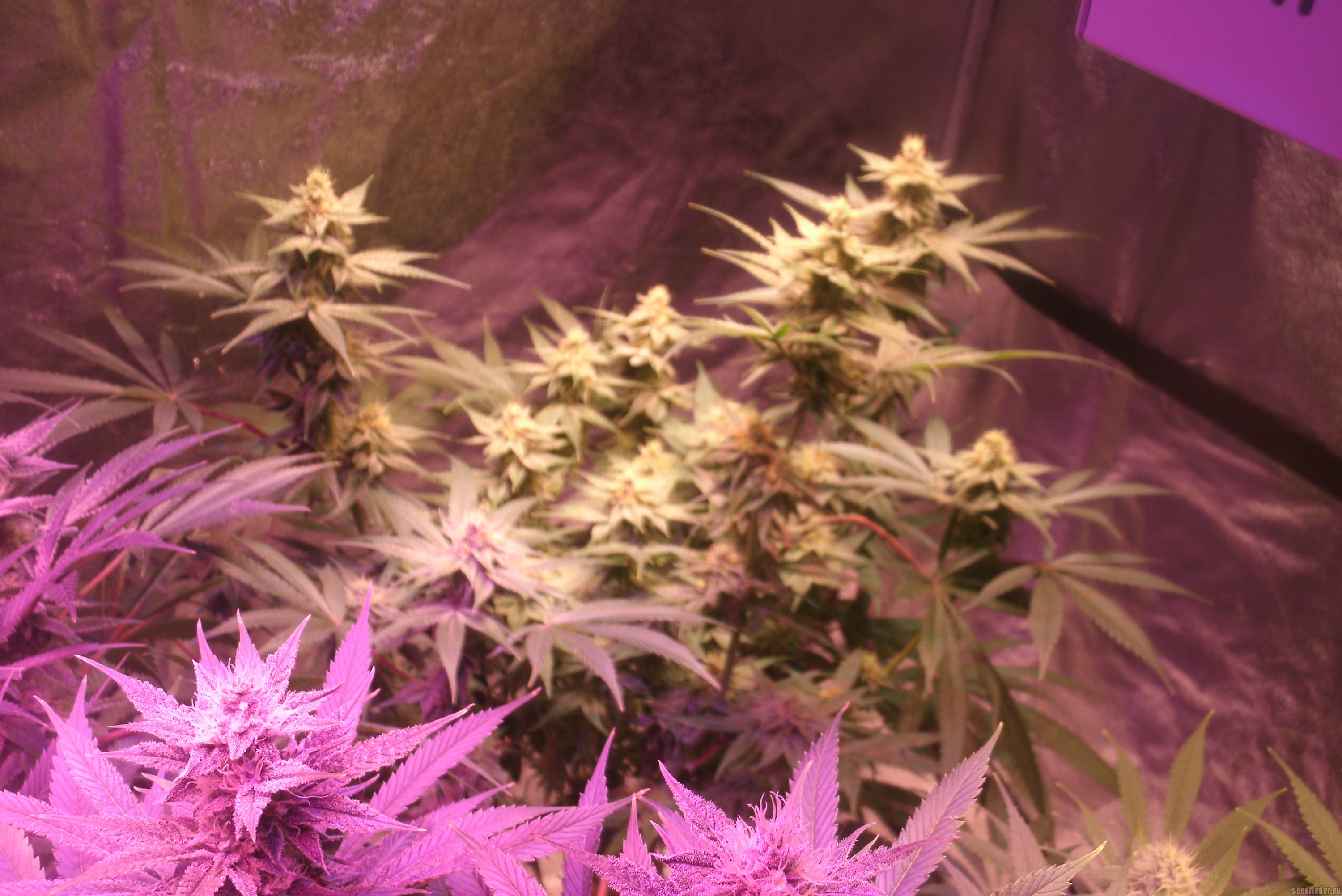 Strawberry Banana Hanf Samen