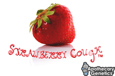 Strawberry Cough Hanf Samen