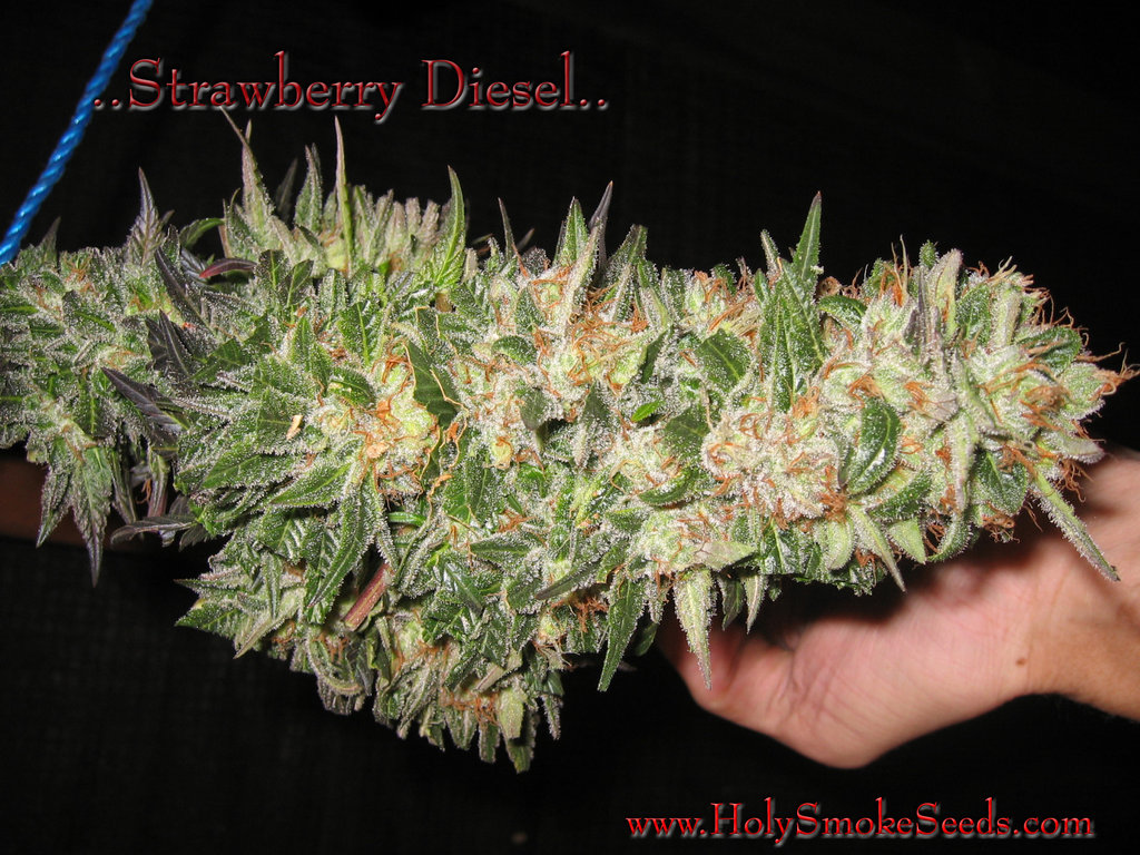 Strawberry Diesel Hanf Samen