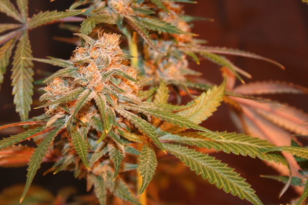 Strawberry Kush Hanf Samen