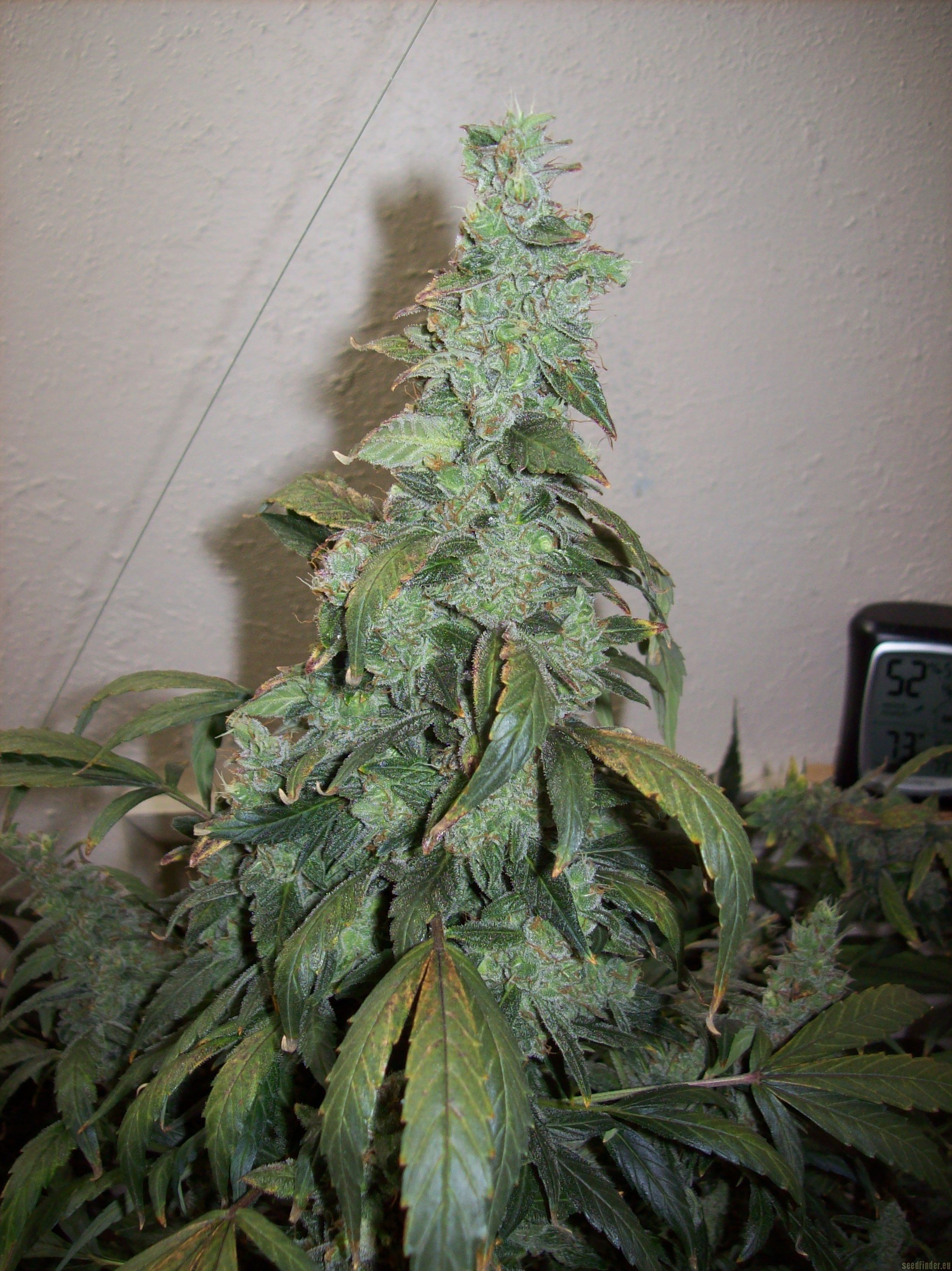 Sugar Black Rose Auto Hanf Samen