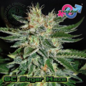 Sugarhaze Hanf Samen