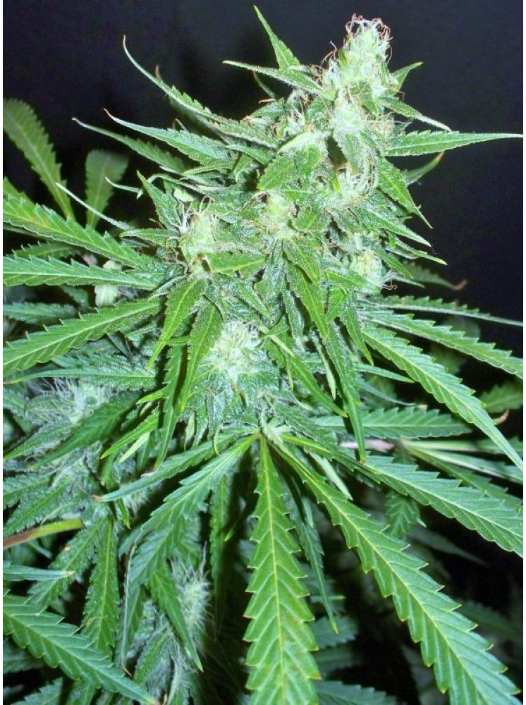 Super Auto Skunk Hanf Samen