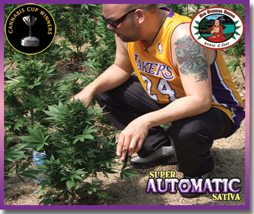 Super Automatic Sativa Hanf Samen