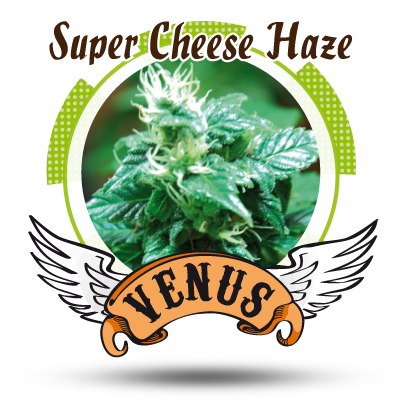 Super Cheese Haze Hanf Samen