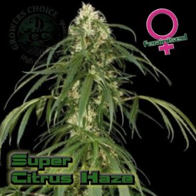 Super Citrus Haze Hanf Samen