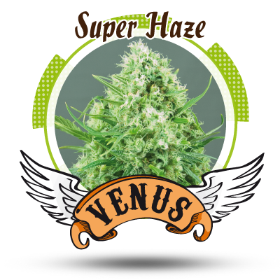 Super Haze Hanf Samen