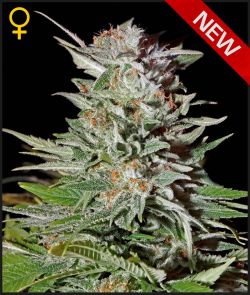 Super Lemon Haze Automatic Hanf Samen