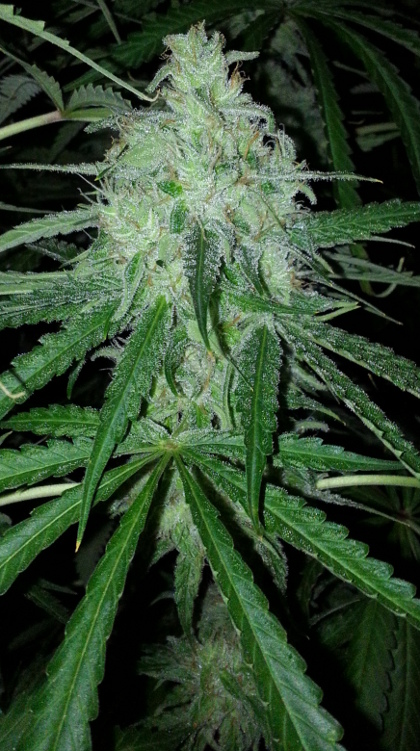 Super Lemon OG F2 Hanf Samen