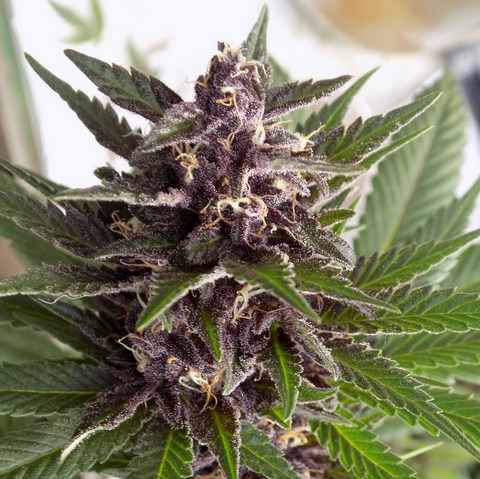 Super Purple Grapefruit Hanf Samen