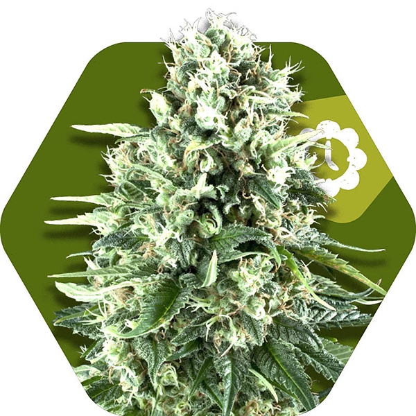 Super Silver Haze Automatic Hanf Samen