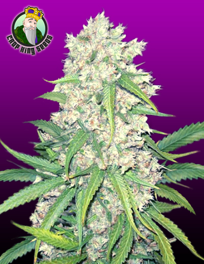 Super Silver Haze Hanf Samen