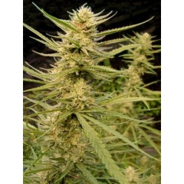 Super Silver Haze for Critical+ Hanf Samen