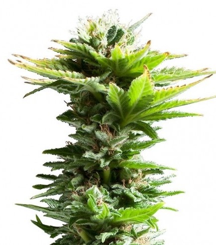 Super Silver Haze Hanf Samen