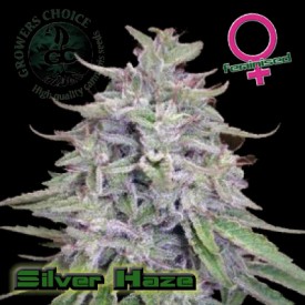 Super Silverhaze Hanf Samen