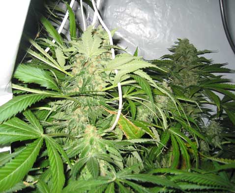 Super Skunk 44 Hanf Samen