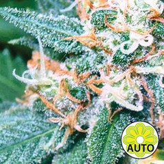 Super Skunk Auto Hanf Samen