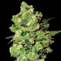 Super Skunk Hanf Samen