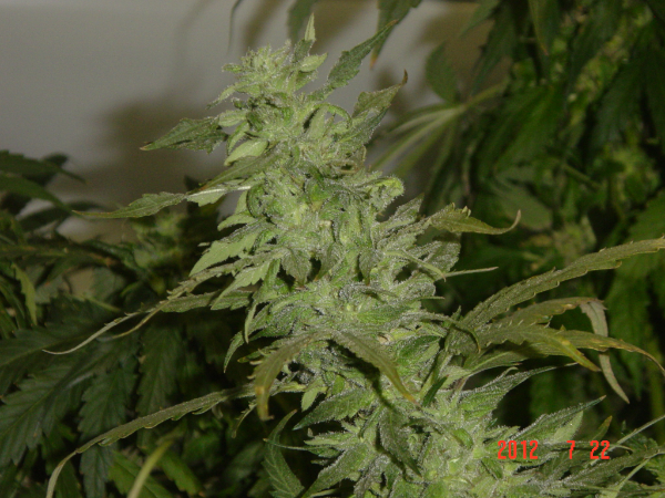 Super Skunk Hanf Samen