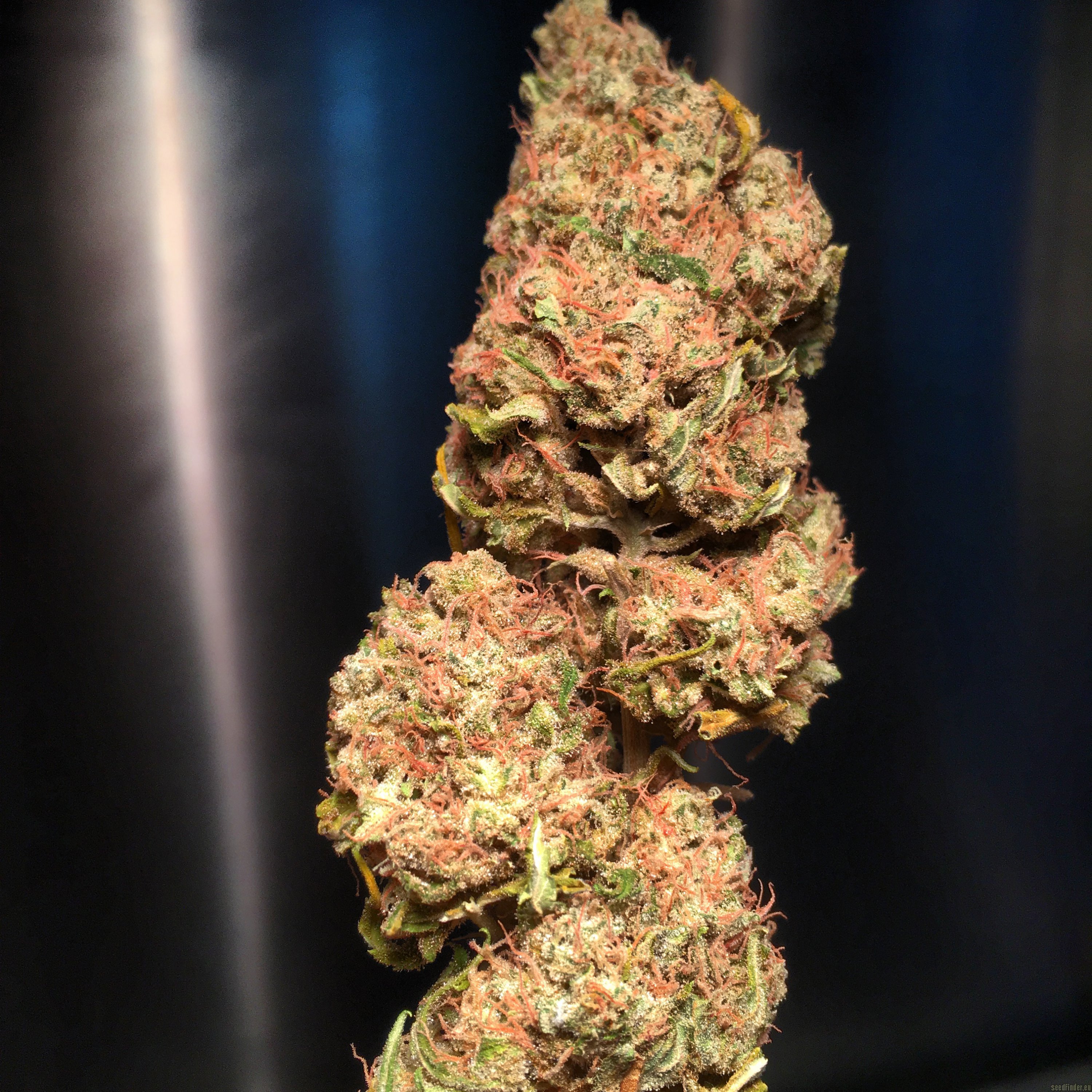 Super Skunk Hanf Samen