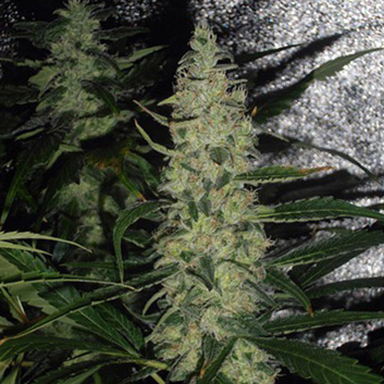 Super Skunk Hanf Samen