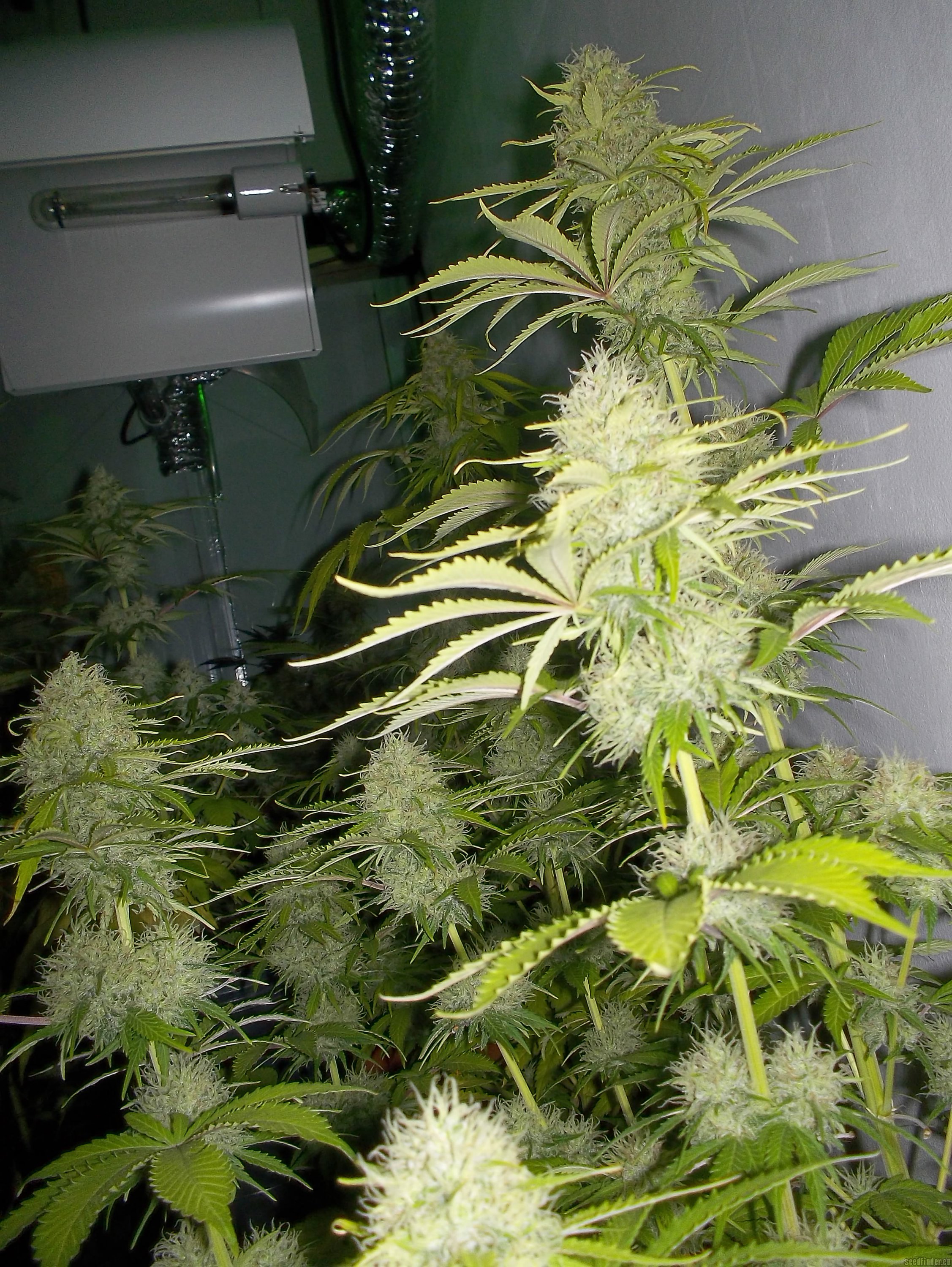 Super Skunk Hanf Samen