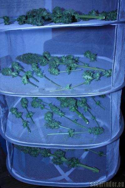 Super Skunk Hanf Samen
