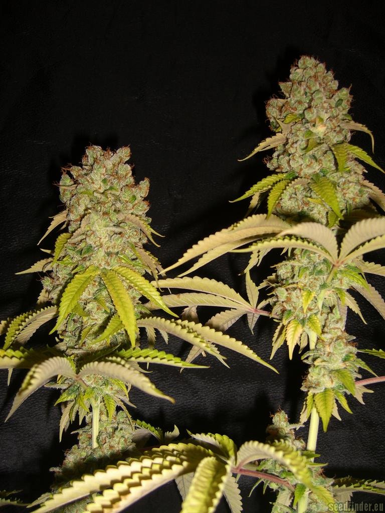 Super Sour Skunk Hanf Samen