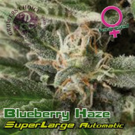 Superlarge Blueberry Haze Auto Hanf Samen